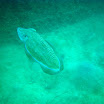 IMG_4216.JPG