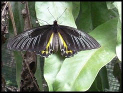 Malaysia, Kuala Lumpur, Butterfly Park, 18 September 2012 (8)