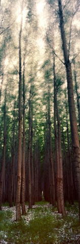 [trees%255B4%255D.jpg]