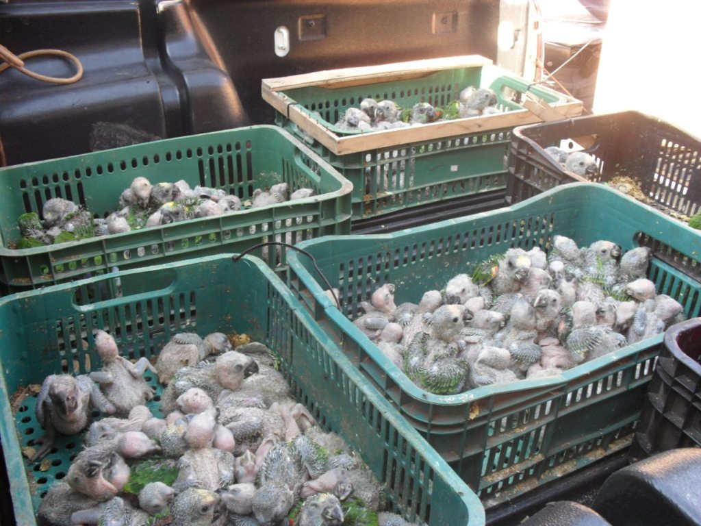 [papagaios01%255B3%255D.jpg]