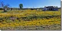 Wild Flowers northwest of Silver City, NM