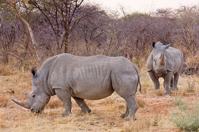 rino.jpg