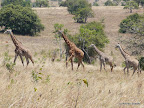 Akagera Nationalpark