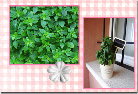 plantas aromaticas (page 1) plantas aromaticas (page 1)