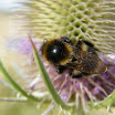 Bumble bee on teasel.JPG