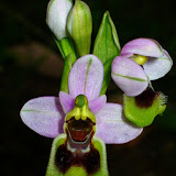 Morocco - Orchid.JPG