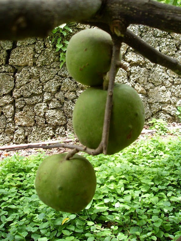 [White%2520Sapote%2520K%255B4%255D.jpg]