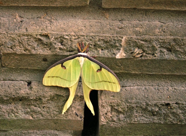 [moth22.jpg]