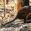 Wallaby at Hartleys - Port Douglas, Australia