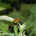 Nymphalidae%25252c%252520libythea%252520myrrha%25252c%252520club%252520beak