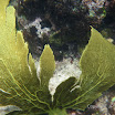  Snorkel Buck Island Reef 