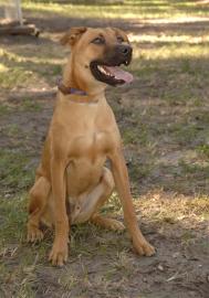 Boomer is from the Jacksonville Humane Society in Jacksonville, Florida. To learn more about Boomer, click on the link to the shelter below.
