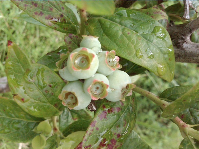 [bluberries%255B3%255D.jpg]