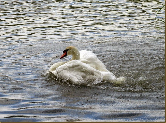 IMG_0077 IMG_0077