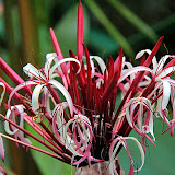 Plants And Flowers At The Great House And Botanic Gardens - St. Thomas, USVI