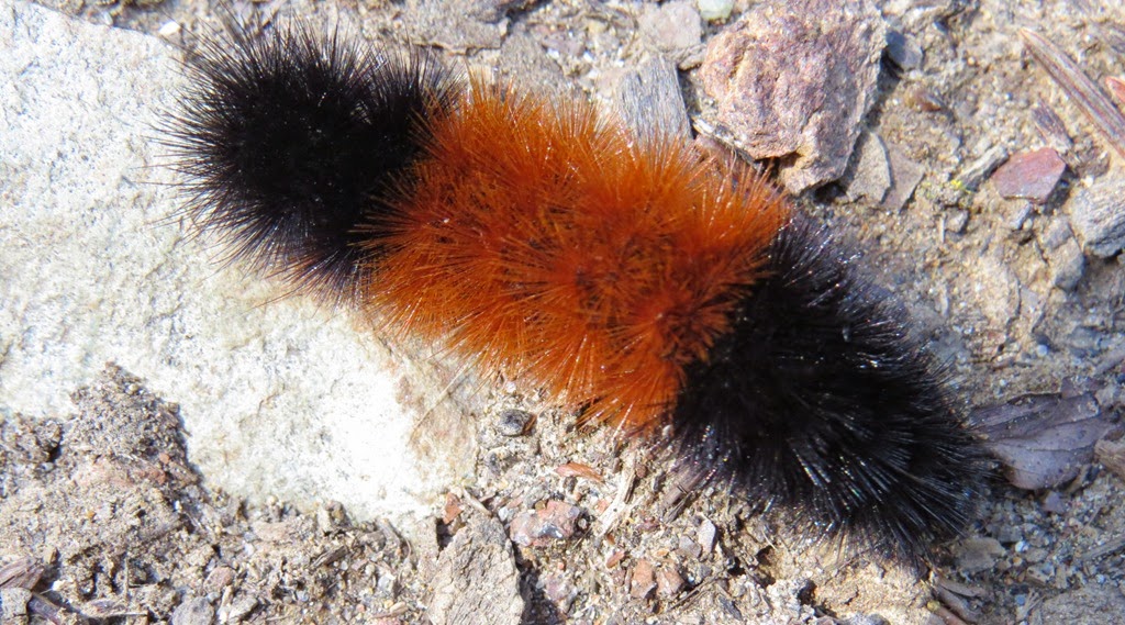 [Wooly-Bear-CrystalHarling6.jpg]