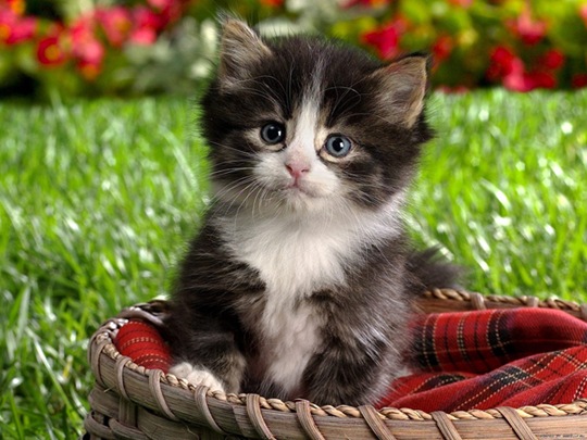 [animals-worried-face-26%255B2%255D.jpg]