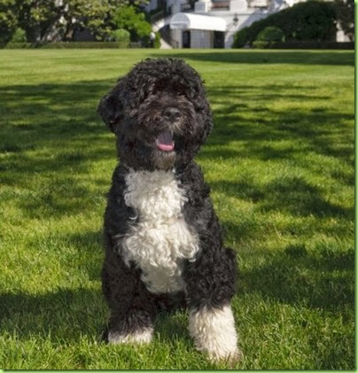 first-dog-bo-obama-official-white-house-portrait-500x750