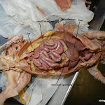 rat_body_cavity_labeled.JPG