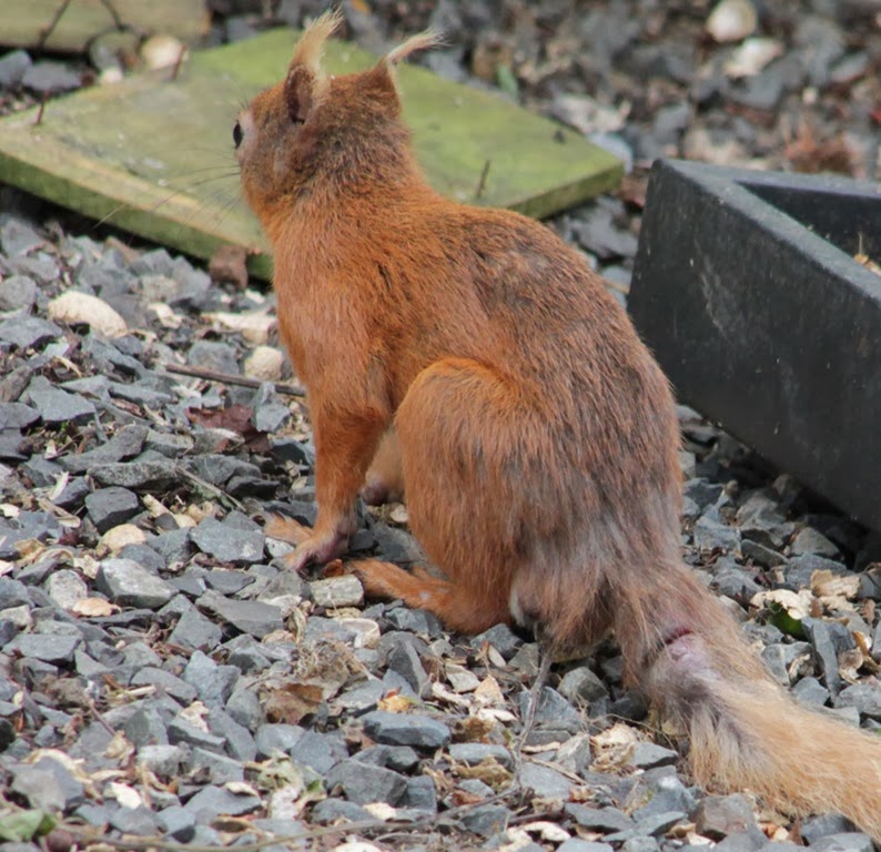 [red-squirrel-injured-tail-1%255B5%255D.jpg]