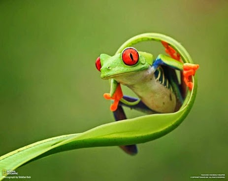 red-eyed-leaf-frog-photo-by-photo-by-shikhei-goh