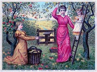 apple harvest vintage image graphicsfairy10