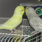 Cage Feb 8-12 004.JPG