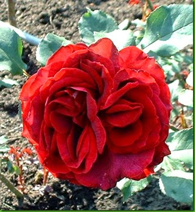 Rosa Roundelay Rosa Roundelay