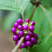 Ga & FL trip 009.JPG