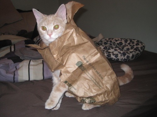 [strange-cats-expain-that-enhanced-buzz-7171-1334167584-53%255B2%255D.jpg]