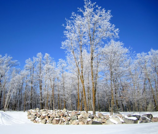 Frosted trees at end of soccer field