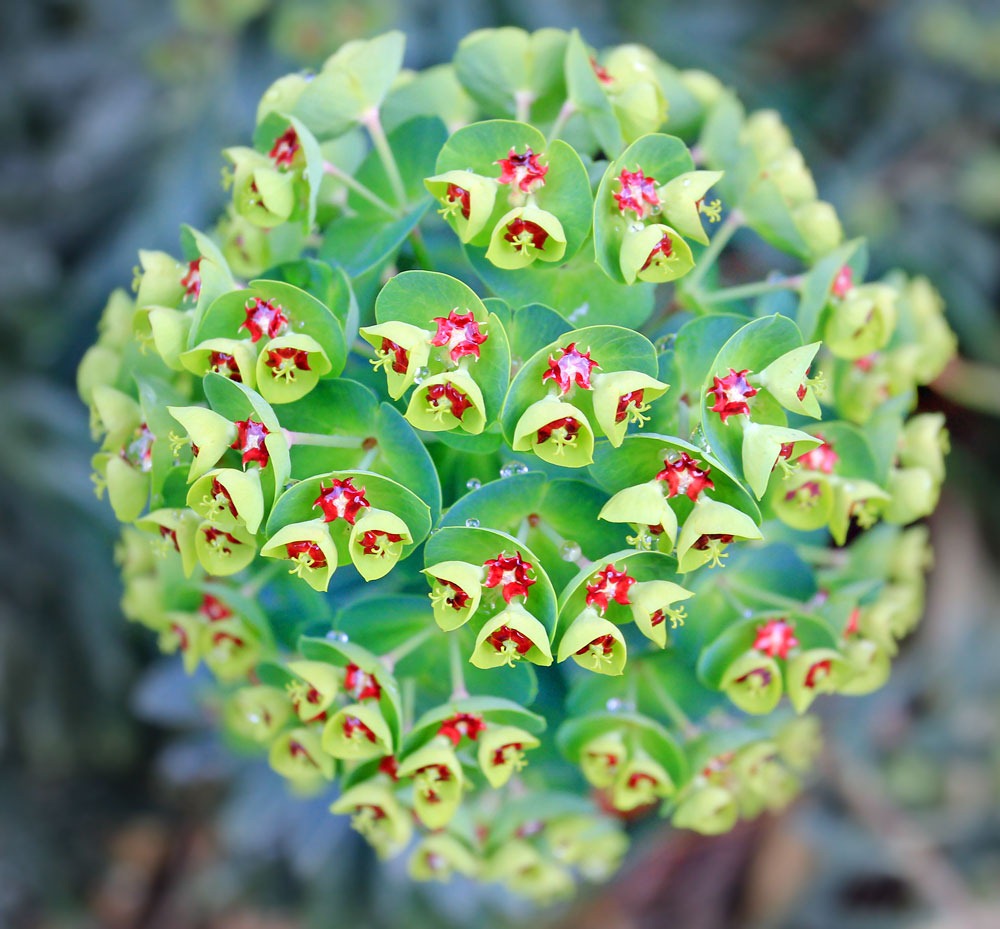 [130331_Euphorbia-Tiny-Tim_03%255B7%255D.jpg]