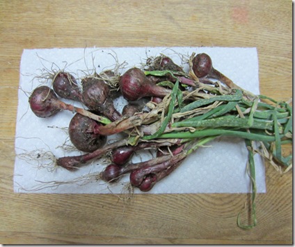 Red onion harvest