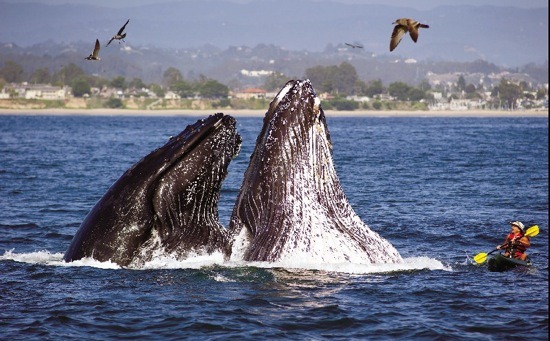[Whales%255B2%255D.jpg]