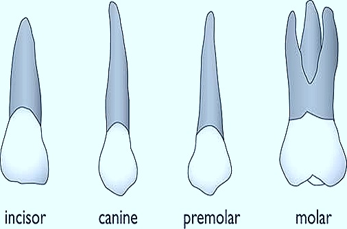 teeth-types-dentition
