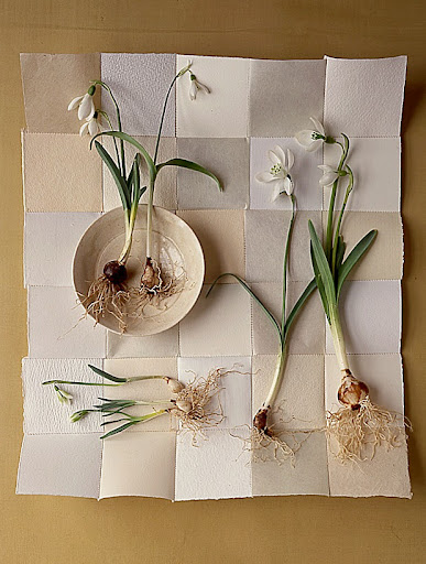 Galanthus variations: The more types I learn about, the more I love them.