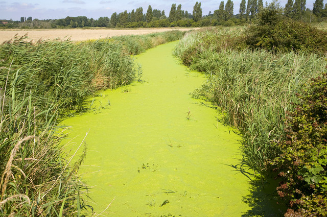 Eutrophication caused by agricultural run off from nitrate fertilizers shows algae blooms in a drainage ditch in Suffolk, England, UK. Ian Murray / Loop Images / Corbis