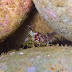 Crw_8445-2
