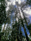 Feb 25 - Tall trees