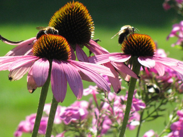 [IMG_2462%255B1%255D%255B13%255D.jpg]