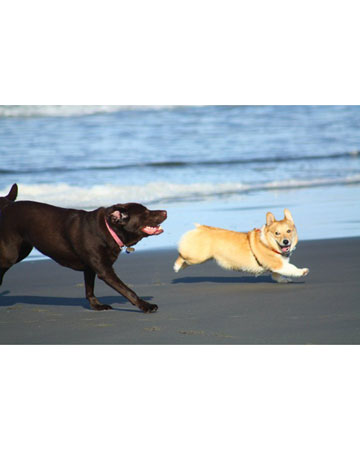 Echo, a corgi from Puyallup, Washington, and his Labrador buddy love to play on the beach. A starfish would likely look like a squeaky toy to pooches, so it's best to intervene and throw the starfish back to safety in the ocean.