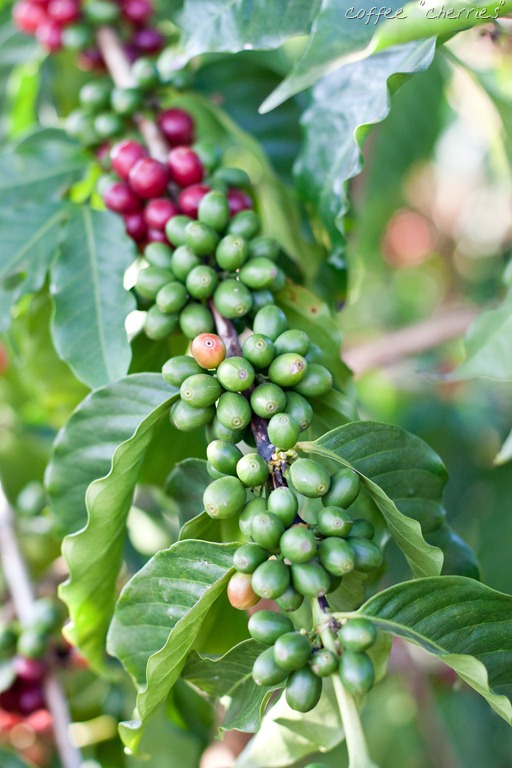 [20121216-IMG_459319.jpg]