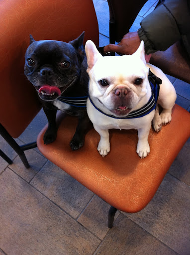 Frannie and Sharkey look-a-likes Fala and Winnie are wondering what mom Alex is all excited about.