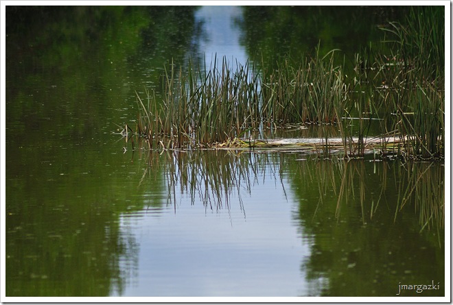DSC_0813 DSC_0813