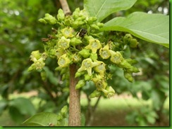 Vangueria madascariensis (2) Vangueria madascariensis (2)