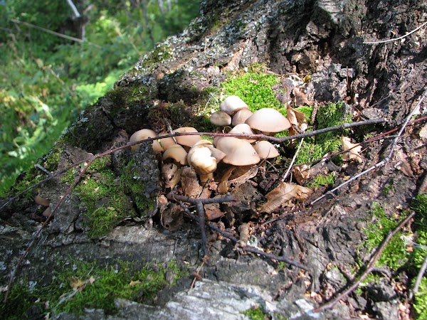 IMG_7350.JPG