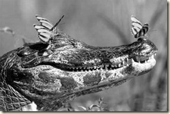crocodile-and-butterfly