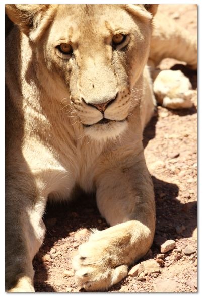 [lioness%255B3%255D.jpg]