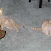 image 005.jpg