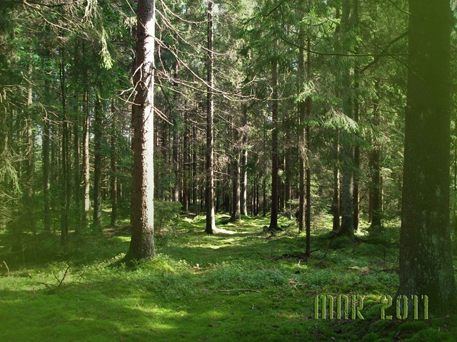 [i-svampskogen%255B5%255D.jpg]